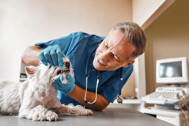 Best Emergency Dental Care for Abscessed Tooth in Prairie Grove, AR